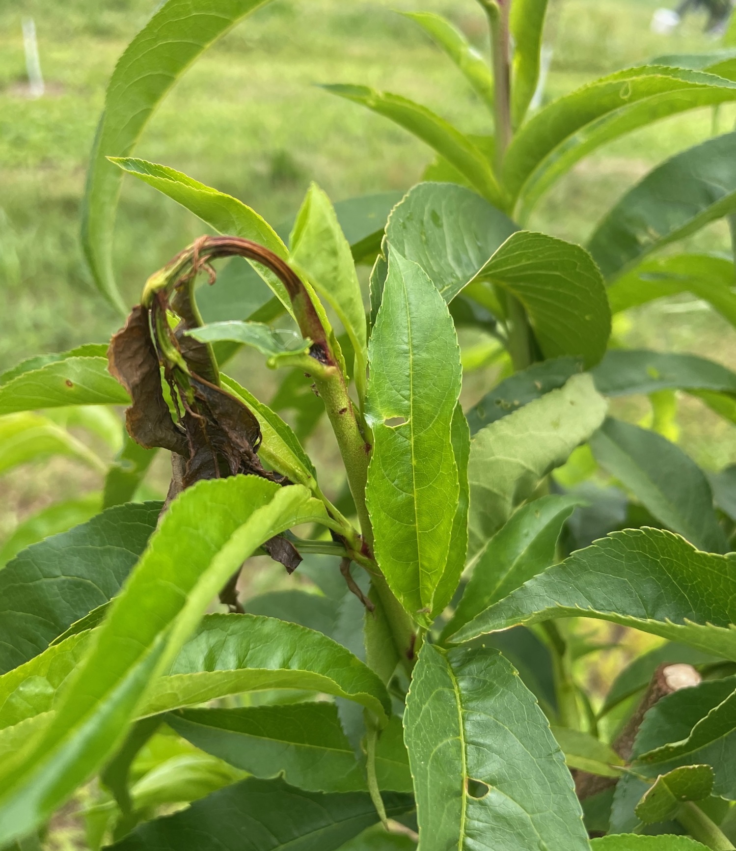 Oriental fruit moth damage.